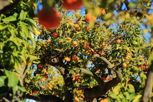 Gamla Tangerine Orchard Valt Fokus Oskärpa Bakgrund — Stockfoto
