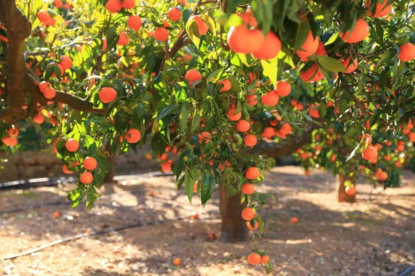 Eski Tangerine Orchard Seçilen Odak Bulanıklık Arka Planı — Stok fotoğraf