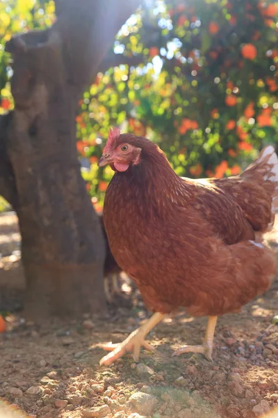 Gallina Encantadora Está Granja Aire Libre —  Fotos de Stock