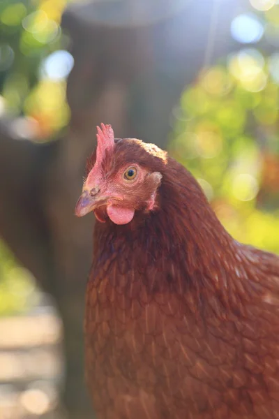 Gallina Encantadora Está Granja Aire Libre —  Fotos de Stock