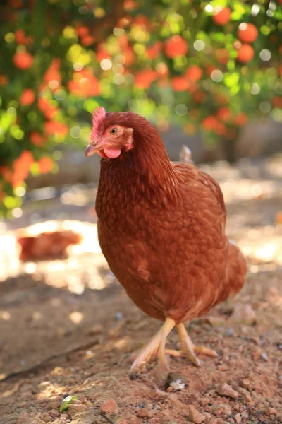 Gallina Encantadora Está Granja Aire Libre —  Fotos de Stock