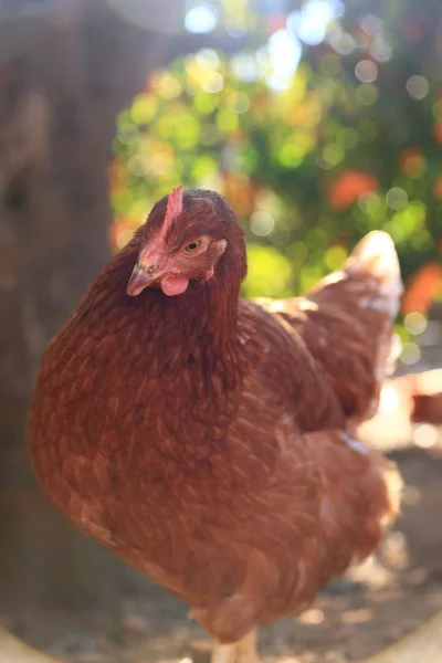 Gallina Encantadora Está Granja Aire Libre —  Fotos de Stock