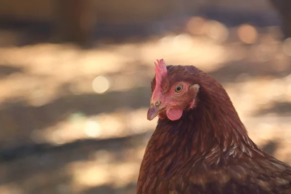 Gallina Encantadora Está Granja Aire Libre — Foto de Stock