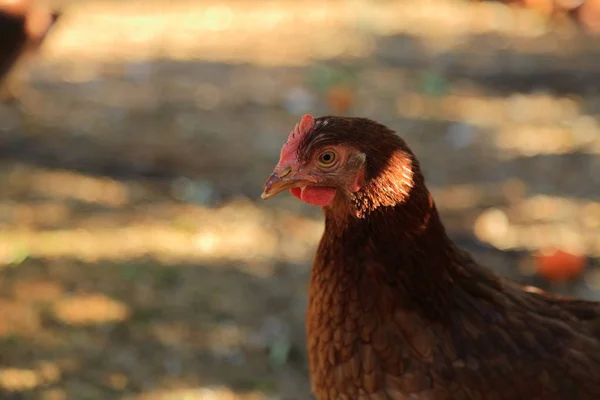 Gallina Encantadora Está Granja Aire Libre —  Fotos de Stock