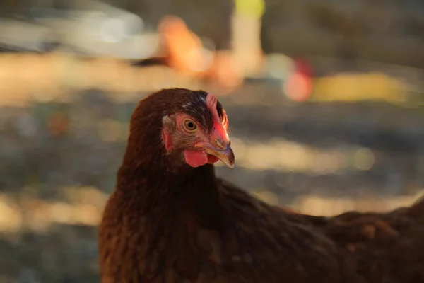 Mooie Kip Boerderij Buiten — Stockfoto