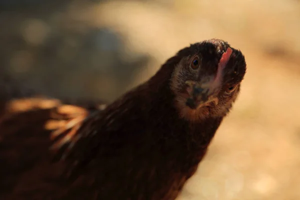 Gallina Encantadora Está Granja Aire Libre —  Fotos de Stock