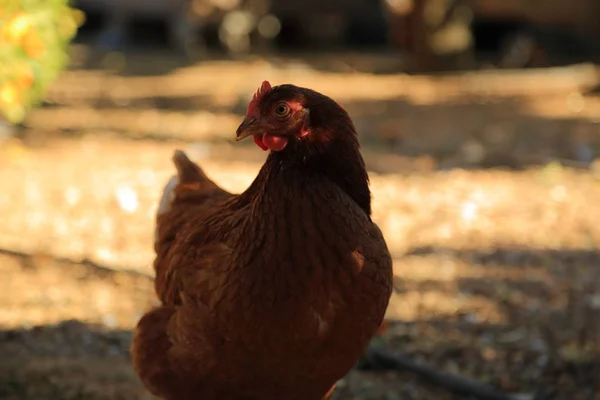 Gallina Encantadora Está Granja Aire Libre —  Fotos de Stock