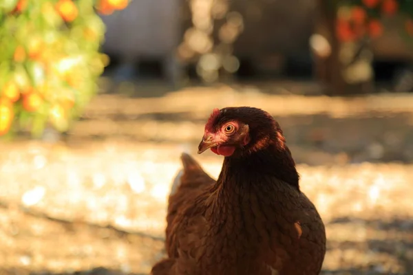 Gallina Encantadora Está Granja Aire Libre —  Fotos de Stock