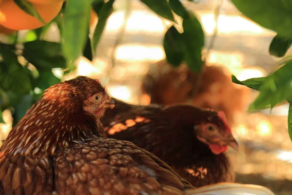 Gallina Encantadora Está Granja Aire Libre —  Fotos de Stock