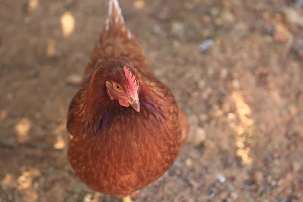 Прекрасная Курица Открытом Воздухе Фермы — стоковое фото