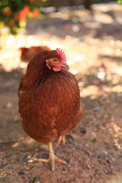 Gallina Encantadora Está Granja Aire Libre —  Fotos de Stock