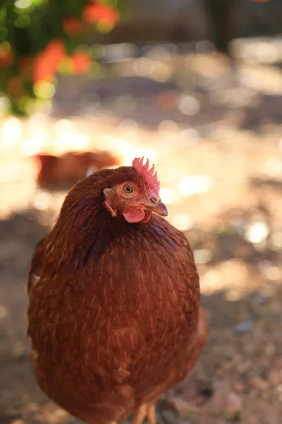 Gallina Encantadora Está Granja Aire Libre —  Fotos de Stock