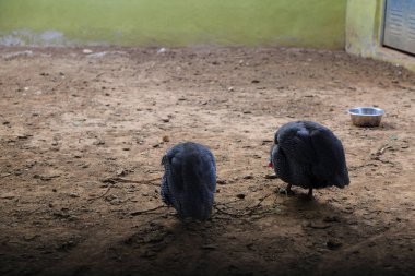 Komik ve güçlü kanguru açık oynuyor. Seçilen odak.