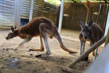 Komik ve güçlü kanguru açık oynuyor. Seçilen odak.