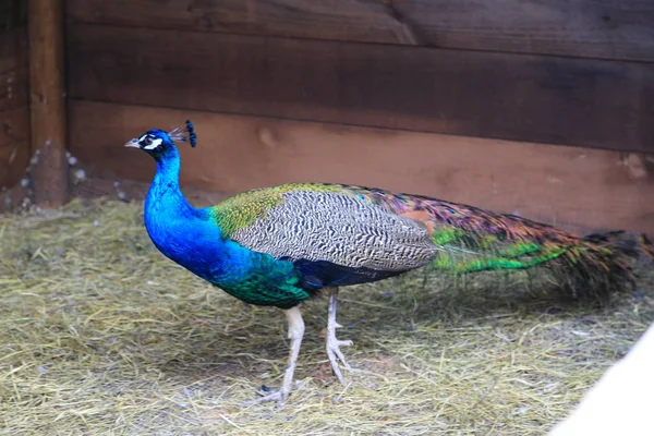 Pavo Real Búho Real Está Posando Cámara Hermoso Pájaro Exótico — Foto de Stock