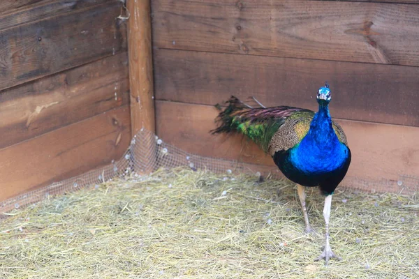 Paw Peafowl Stwarza Aparacie Piękny Egzotyczny Ptak Wybrana Ostrość — Zdjęcie stockowe