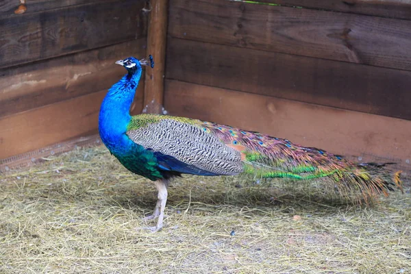 Pavão Pavão Está Posando Câmera Bela Ave Exótica Foco Selecionado — Fotografia de Stock