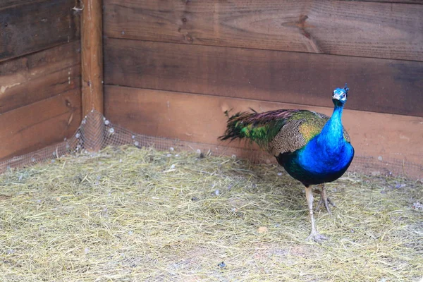 Paw Peafowl Stwarza Aparacie Piękny Egzotyczny Ptak Wybrana Ostrość — Zdjęcie stockowe