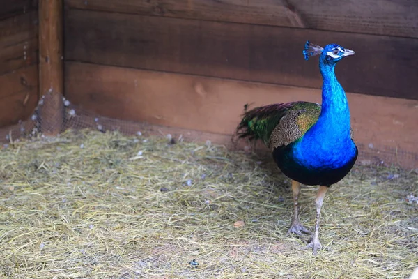 Paw Peafowl Stwarza Aparacie Piękny Egzotyczny Ptak Wybrana Ostrość — Zdjęcie stockowe