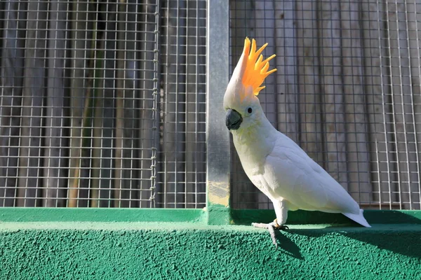 Tropical Parrot Posing Camera Beautiful Exotic Bird Selected Focus — Stock Photo, Image