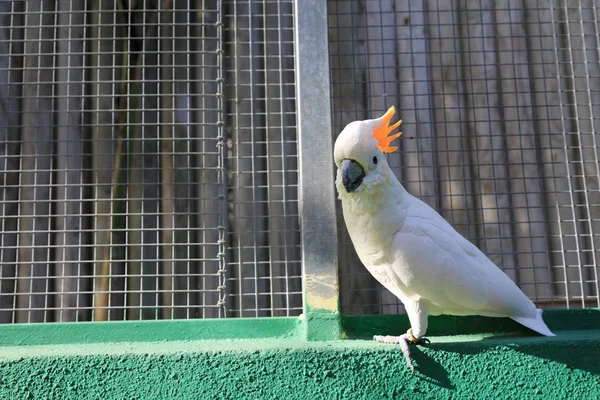 Loro Tropical Está Posando Cámara Hermoso Pájaro Exótico Enfoque Seleccionado —  Fotos de Stock