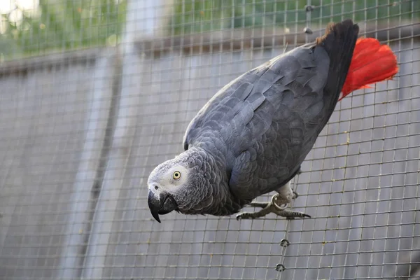 Loro Tropical Está Posando Cámara Hermoso Pájaro Exótico Enfoque Seleccionado —  Fotos de Stock