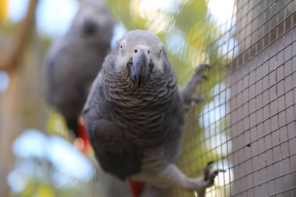 Loro Tropical Está Posando Cámara Hermoso Pájaro Exótico Enfoque Seleccionado —  Fotos de Stock