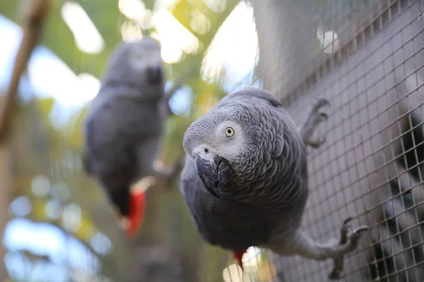 Loro Tropical Está Posando Cámara Hermoso Pájaro Exótico Enfoque Seleccionado —  Fotos de Stock