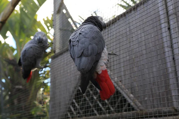 Tropikalna Papuga Pozuje Kamerę Piękny Egzotyczny Ptak Wybrana Ostrość — Zdjęcie stockowe