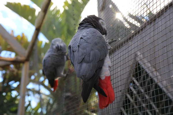 Tropikalna Papuga Pozuje Kamerę Piękny Egzotyczny Ptak Wybrana Ostrość — Zdjęcie stockowe