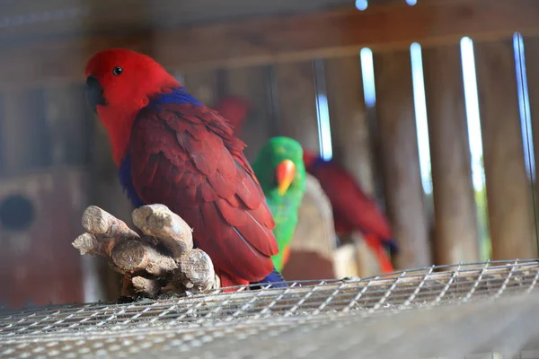 Loro Tropical Está Posando Cámara Hermoso Pájaro Exótico Enfoque Seleccionado —  Fotos de Stock