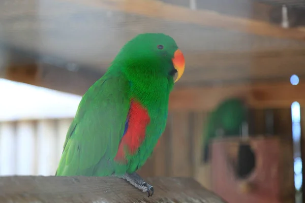 Loro Tropical Está Posando Cámara Hermoso Pájaro Exótico Enfoque Seleccionado —  Fotos de Stock