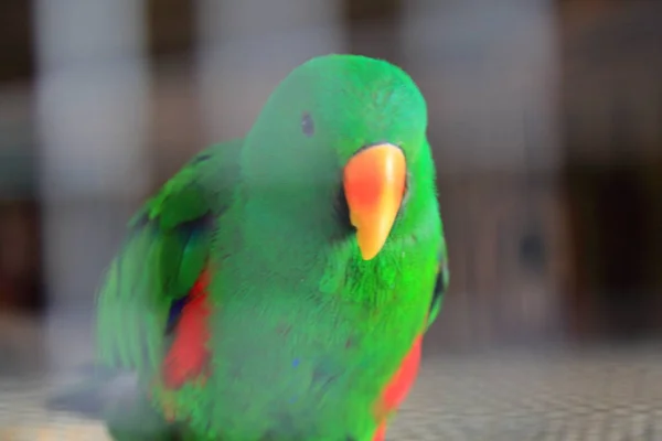 Tropikal Papağan Kamera Poz Veriyor Güzel Egzotik Kuş Seçilen Odak — Stok fotoğraf