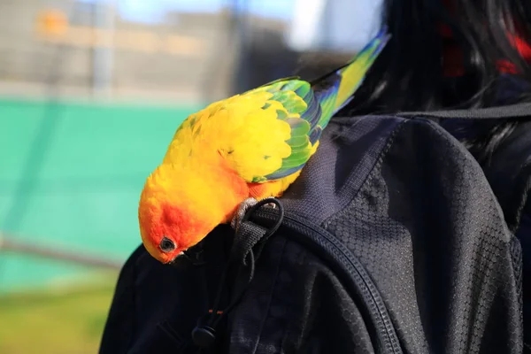 Тропічний Папуга Позує Камеру Прекрасний Екзотичний Птах Вибраний Фокус — стокове фото