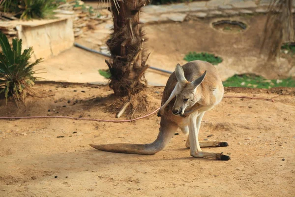 Komik Güçlü Kanguru Açık Oynuyor Seçilen Odak — Stok fotoğraf