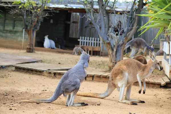 Lustiges Und Starkes Känguru Spielt Draußen Ausgewählter Schwerpunkt — Stockfoto