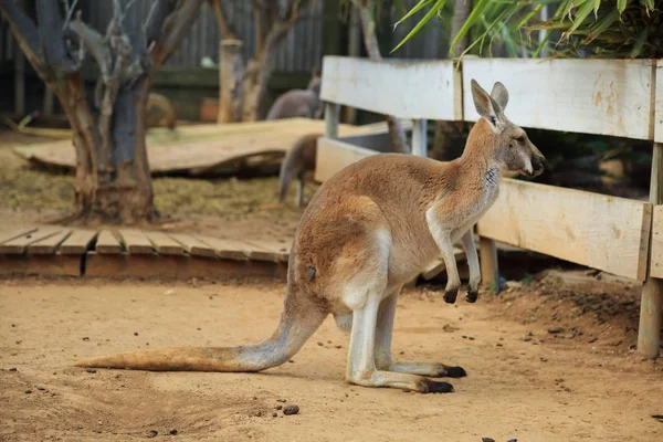 Grappige Sterke Kangoeroe Buiten Spelen Geselecteerde Focus — Stockfoto