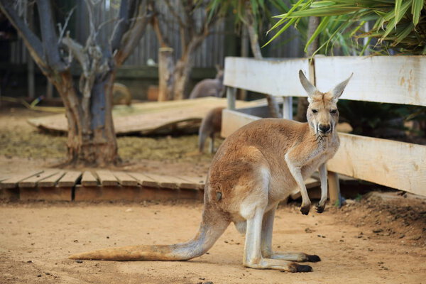 Funny and strong kangaroo is playing outdoor. Selected focus.