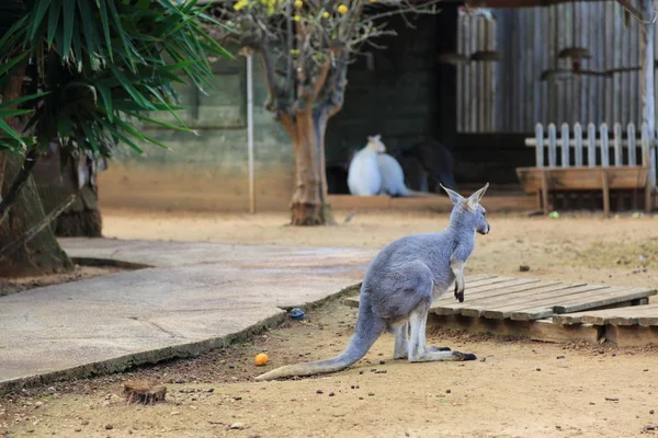 Komik Güçlü Kanguru Açık Oynuyor Seçilen Odak — Stok fotoğraf