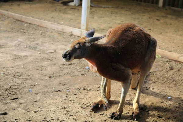 Canguro Divertido Fuerte Está Jugando Aire Libre Enfoque Seleccionado —  Fotos de Stock