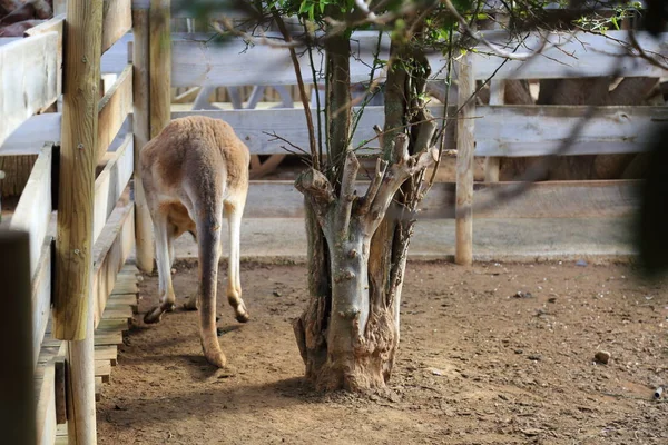 Lustiges Und Starkes Känguru Spielt Draußen Ausgewählter Schwerpunkt — Stockfoto