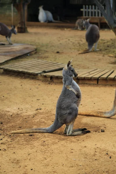 Funny Strong Kangaroo Playing Outdoor Selected Focus — Stock Photo, Image
