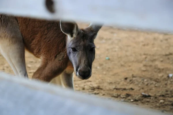 Canguro Divertido Fuerte Está Jugando Aire Libre Enfoque Seleccionado — Foto de Stock