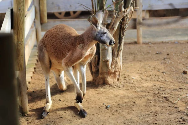 Lustiges Und Starkes Känguru Spielt Draußen Ausgewählter Schwerpunkt — Stockfoto