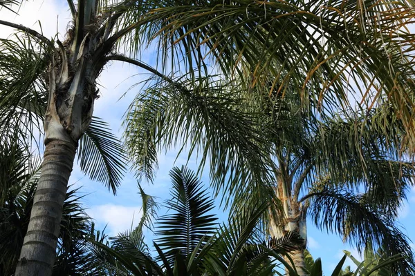 Otdoor Image Palm Leaves Selected Focus — Stock Photo, Image