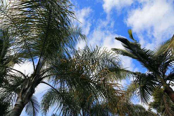 Otdoor Image Palm Leaves Selected Focus — Stock Photo, Image