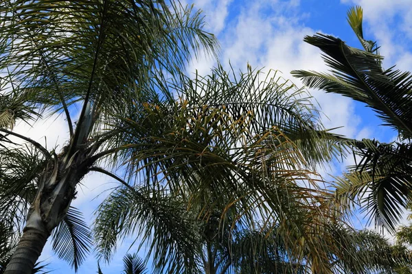 Otdoor Image Palm Leaves Selected Focus — Stock Photo, Image