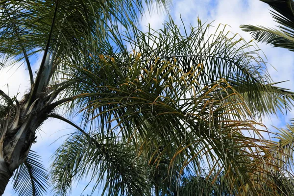 Otdoor Image Palm Leaves Selected Focus — Stock Photo, Image