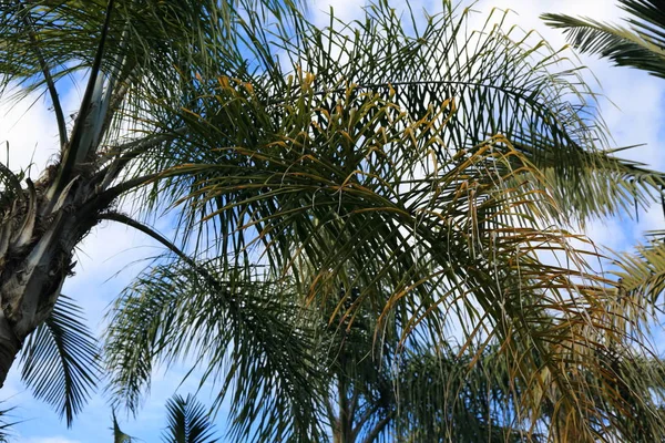 Otdoor Beeld Van Palmbladeren Geselecteerde Focus — Stockfoto