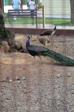 Bir tavuskuşu (peafowl) kamera üzerinde poz veriyor. Güzel egzotik kuş. Seçilen odak.